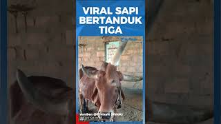 VIRAL SAPI BERTANDUK TIGA