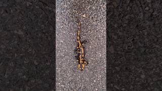 Salamandra v Cerovej vrchovine #travel #cestovanie #vylet #animals