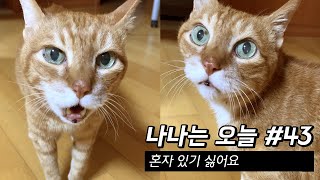 만20세 고양이 브이로그 | 혼자 있기 싫어요 | 2021. 1.18-24