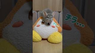 【チンチラ】今日もワドルディくんと一緒🤝 #animal #chinchilla #shorts #チンチラ #動物 #ワドルディ #カービィ