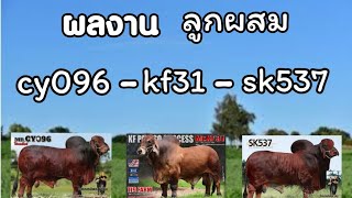 ผลงาน kf31 cy096 sk537