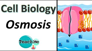 (1.4) - Osmosis - [Membrane Transport] - (IB Biology) - TeachMe