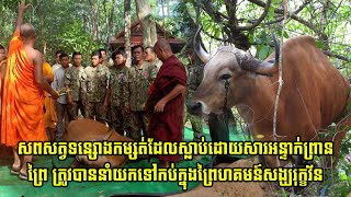 សពសត្វទន្សោងកម្សត់ដែលស្លាប់ដោយសារអន្ទាក់ព្រានព្រៃ ត្រូវបាននាំយកទៅកប់ក្នុងព្រៃហគមន៍សង្ឃរុក្ខវ័ន