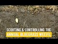 The Annual Bluegrass Weevil: Scouting and Controlling