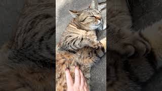 A stray cat that likes to be stroked