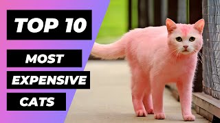 TOP 10 Most EXPENSIVE CATS In The World | 1 Minute Animals