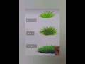 How To Draw A Grass In Reallasti For Beginners 👩‍🎨#art#easy#grass#drawing#artist#artwork#youtubeshor