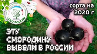 Новые урожайные сорта смородины. Какие сорта смородины выбрать в 2020 году.