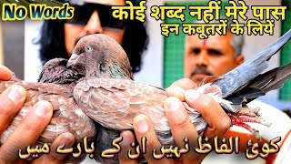 कोई शब्द नहीं मेरे पास इन कबूतरों के लियें!High Flyer Pigeon!Jaipur Tonk Pigeons