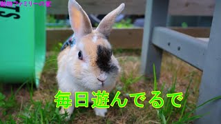 ウサギの外遊び動画【動物ファミリーの家】