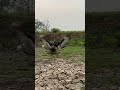 flexible skill eagle hunt bird of prey for their food 🦅 eatfood shortsfeed shots subscribe like