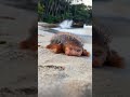 baby sea cucumbers are so adorable！