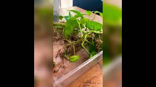 Cebu Blue Pothos Propagation Box 🌱 I’m currently letting these soak and I’ll be#shorts #plants #asmr