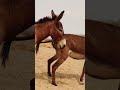 two black animals donkey youtubeshorts shortsfeed ghadha subscribe