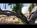 How Lahaina's more than 150-year-old banyan tree is coming back to life after devastating fire