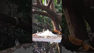 හනේ අනේ ඔහොමද බත් කන්නෙ.....ආ...🤷Why are you angry?🤷#squirrel#nature #shortvideo#funnyvideo🐿️ ලේනා🐿️