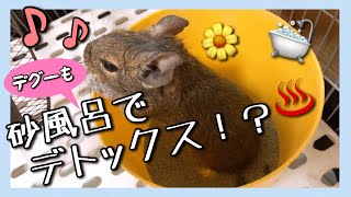 【デグー日記】～Degu diary～ デグーも砂風呂でデトックス!?