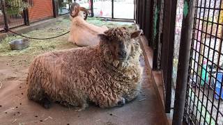 【池田動物園公式】ふれあい広場の人気者！ヒツジのまゆりちゃん。