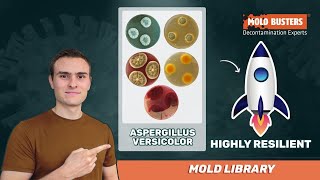 🦠Aspergillus versicolor - 📚Mold Library - Mold Busters