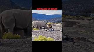 Lion King vs Rhino #trending #wildlife #animals #lion #rhinoceros Rhinoceros#rhino #shorts #short