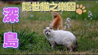 【ENGSUB】日本貓島巡禮第3彈 - 深島，鮮為人知隱世🐱貓樂園，貓咪活躍度及互動性高，留宿/獨木舟/浮潛/味噌製作 Japan Cat Island Tour Ep 3 - Fukashima