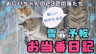 【みんなとお別れ】おじいちゃんの23匹の猫たちお当番日記4