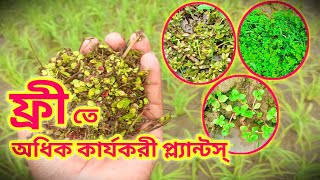 বিনামূল্যে রঙিন মাছের জলজ উদ্ভিদ । Free Aquatic Plants For Aquarium Fish