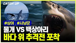 물개 VS 백상아리 바다에서 추격전... 백상아리의 특별한 기술은?