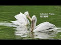 卷羽鵜鶘 dalmatian pelican