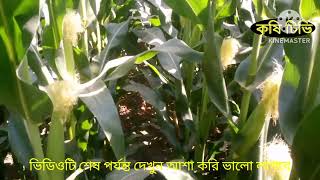 কোন সময় ভুট্টার পানি সেচ দেয়া খুবই গুরুত্বপূর্ণ সিজন 2 পর্ব 5 =2025