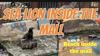 Sea lion and beach inside the biggest mall in North America