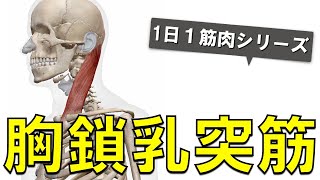 【1日1筋肉×胸鎖乳突筋】首側面の表層筋（美人筋）：胸鎖乳突筋の起始停止と作用について