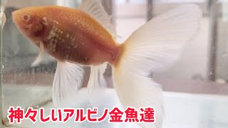 【赤目】神々しいアルビノ金魚を紹介【albino】