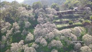 九份二山七號梅莊2018梅花花況.交通