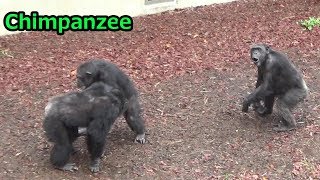 Tama chimpanzee family 101