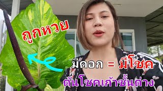 ถูกหวยเพราะต้นโชคเก้าชั้น |  ใครเลี้ยงให้ออกดอกได้ คนปลูกจะมีโชค...เพราะต้นนี้ออกดอกยากมากกกกก