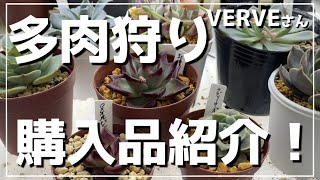 【VERVEさん】エケベリア（多肉）購入品紹介／多肉植物／ロメオルビン/紅壇／ラブリーローズ【それいけたいよーまん】