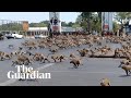 Hungry monkeys brawl over food as coronavirus hits tourism in Thailand