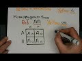 basics of punnett squares and pedigrees