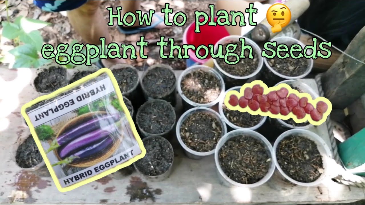 How To Grow Eggplants Through Seeds | Backyard Gardening PART 3 - YouTube