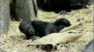 布で遊ぶ、上野動物園のゴリラの赤ちゃんコモモ。Cute baby gorilla playing.