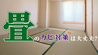 【掃除】お手入れしないとヤバい！？畳のカビ防止方法#Shorts