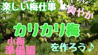 【梅仕事】カリカリ梅を作ろう♪【準備編】