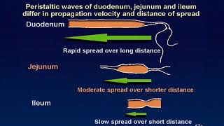 01 Peristaltic waves of small intestine animation