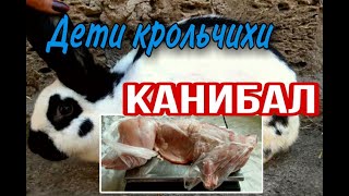 🔞+УБОЙНЫЙ ВЫХОД МЯСА Немецкий пёстрый великан Строкач.