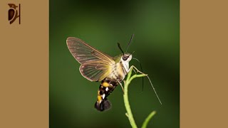 Hummingbird Hawk-Moth - The Moth that Mimics a Hummingbird