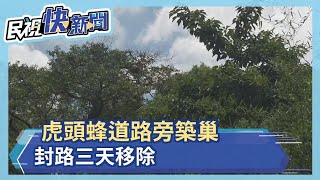 虎頭蜂道路旁築巢 封路三天移除－民視新聞