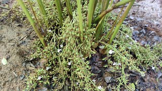 ഏലം അരി പാകി എങ്ങനെ വളർത്താം | How to grow Cardamom from seeds in 2022 #Elachi #cardamom_farming