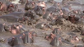 30 Hippos Defend Against One Crocodile || ViralHog