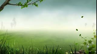 Forest Background Video Effects   Video Effects HD Free Stock  25fps video Templates Animation 1080p